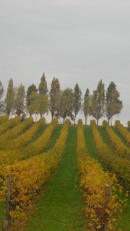 La Casa Del Giardiniere Villa Zero Branco Eksteriør billede